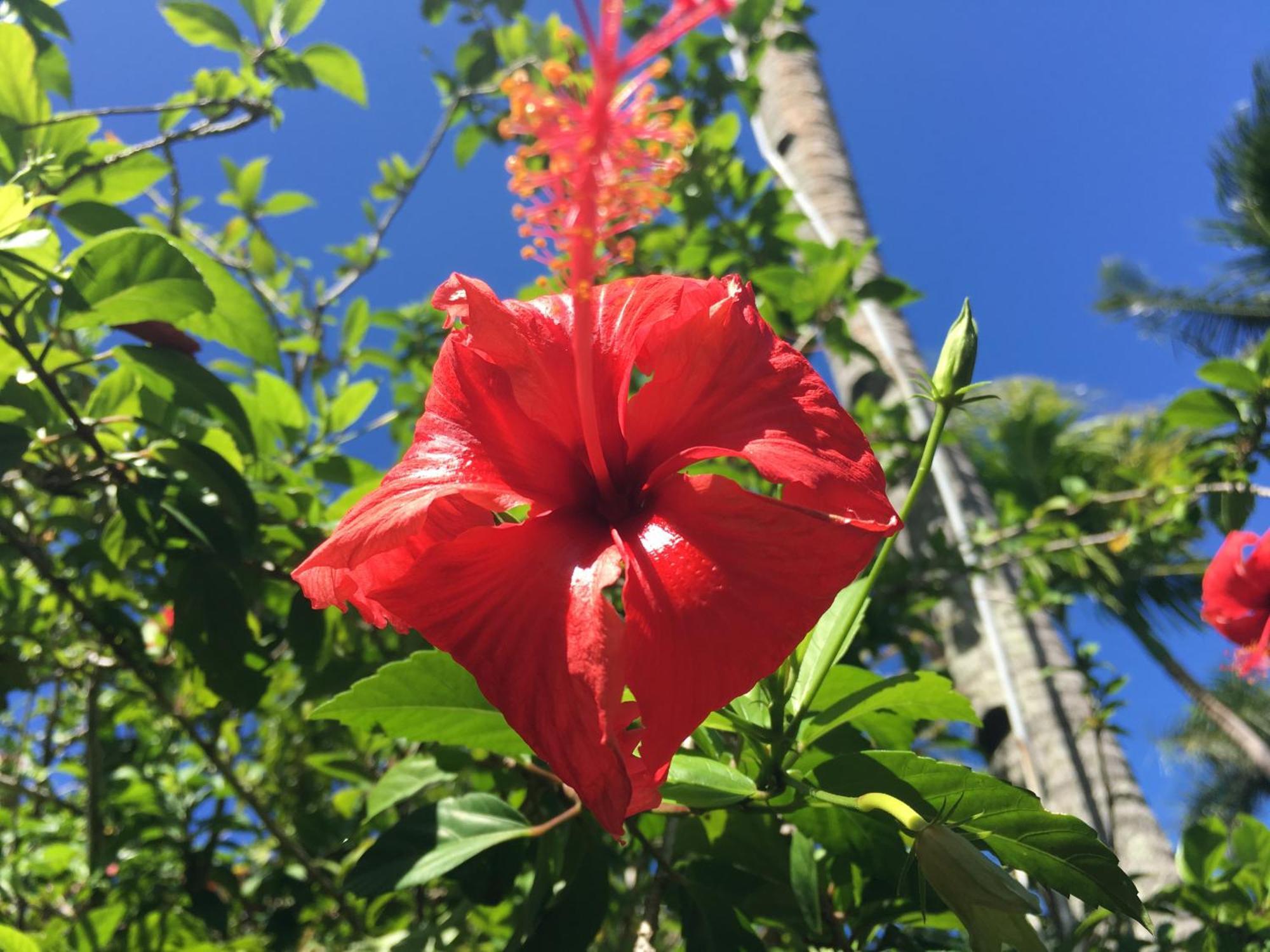 Taveuni Palms Resort Матеи Экстерьер фото