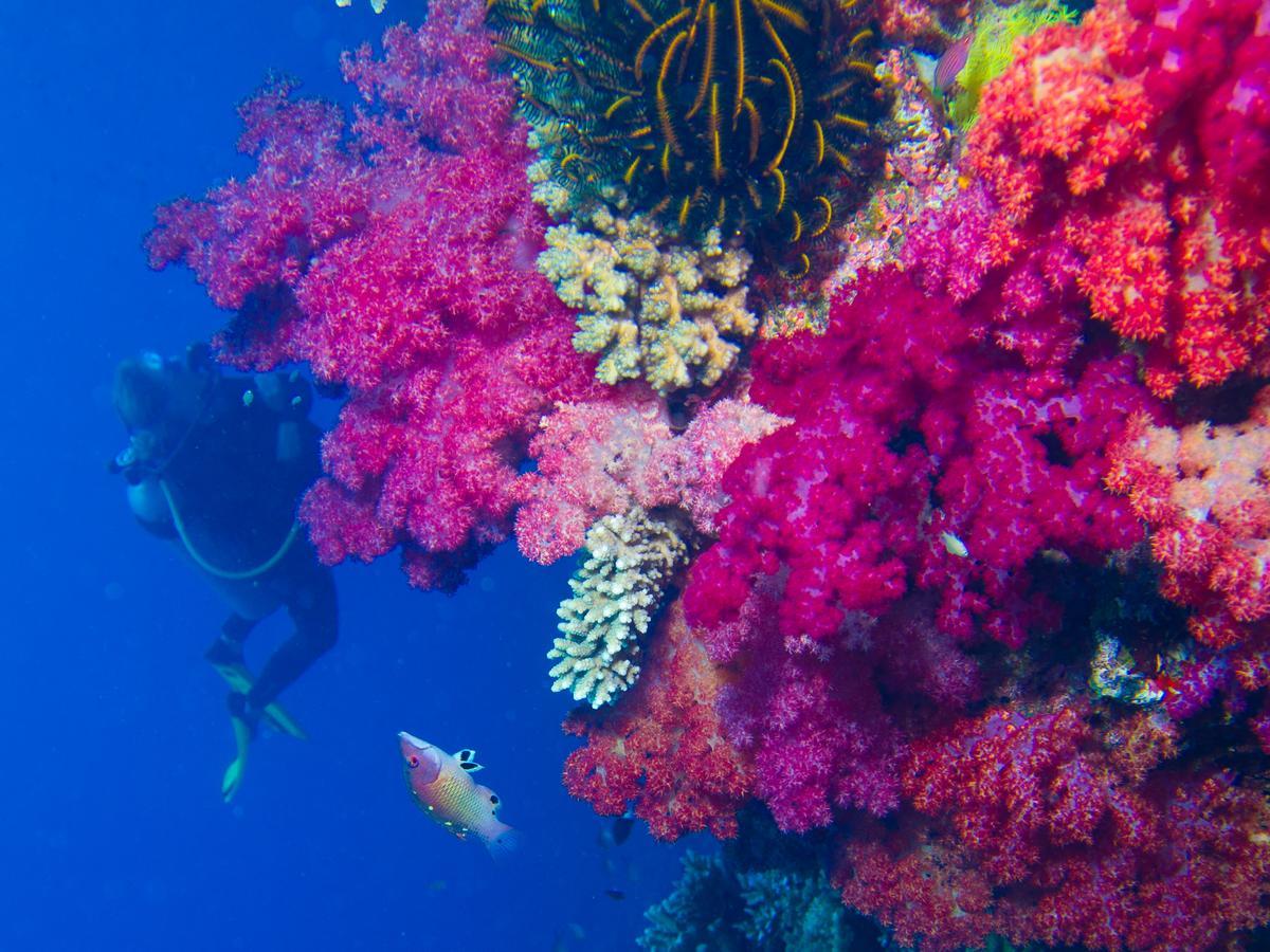 Taveuni Palms Resort Матеи Экстерьер фото